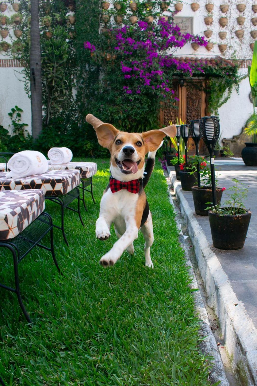 Hotel Boutique La Mansion גואדלחארה מראה חיצוני תמונה
